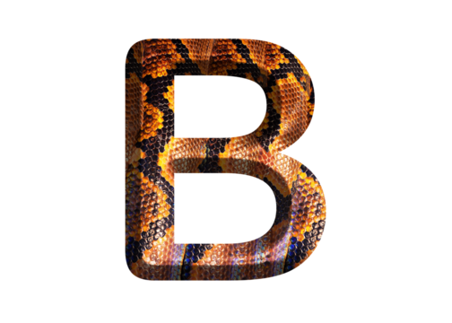 B, letter shape with snake skin motif design, python skin.