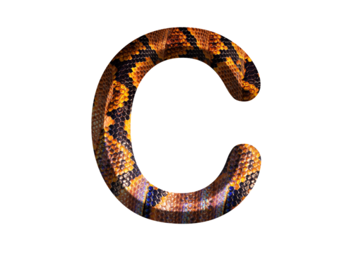 C, letter shape with snake skin motif design, python skin.
