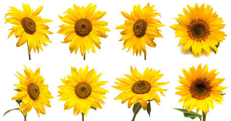 Sunflowers head collection isolated on white background. Sun symbol. Flowers yellow, agriculture. Seeds and oil. Flat lay, top view