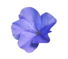 Fototapeta premium White plumbago or Cape leadwort flower. Close up small single blue flower bouquet isolated on transparent background. 