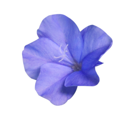 White plumbago or Cape leadwort flower. Close up small single blue flower bouquet isolated on transparent background.	