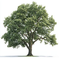 Fototapeta premium A high-resolution image of a large oak tree, isolated on a clean white background, capturing every leaf and branch in detail