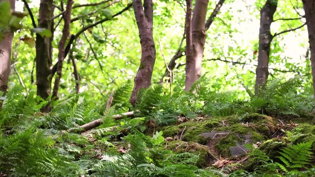 Tranquil Forest Near Wallace Monument