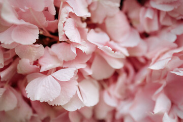 A close up of pink flowers with a soft, delicate look. The flowers are arranged in a way that makes them look like they are floating. The image has a calming and peaceful mood