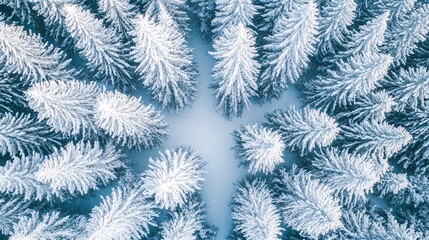 Aerial Winter View of Snow-Covered Forest Landscape