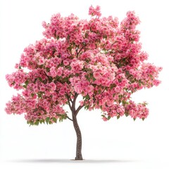 Fototapeta premium A flowering tree with bright blossoms, isolated on white, highlighting its vivid colors and soft petals