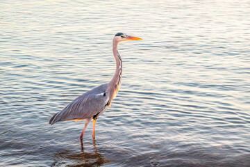 A heron hunting in the sea. Grey heron on the hunt