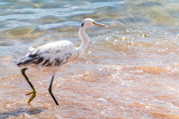 White Western Reef Heron (Egretta gularis) at Sharm el-Sheikh beach, Sinai, Egypt