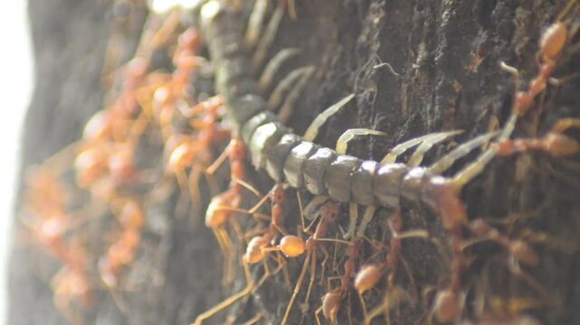 Red ants are preying on a black centipede and are eaten alive.