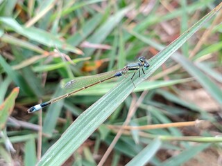 A slender, metallic green damselfly with black and white markings on its tail rests on a blade of grass.