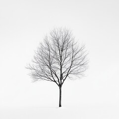 Obraz premium A minimalist tree with bare branches, isolated on white, focusing on simplicity and natural form