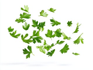 Fresh Green Parsley Leaves Falling on White Background