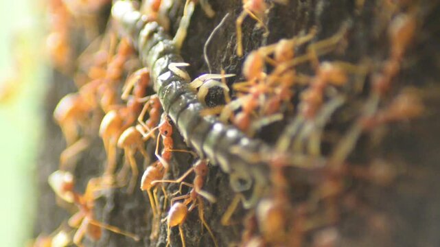 Red ants are preying on a black centipede and are eaten alive.
