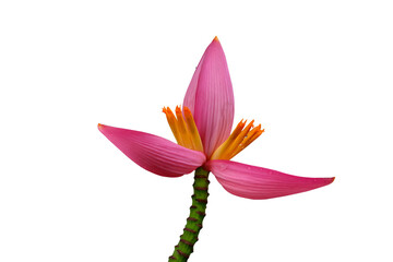 Pink banana flower isolated on transparent background png file