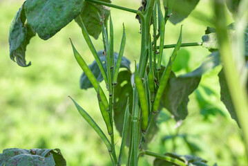 Fresh vegetable green cluster beans or guar beans on plant in garden