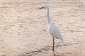 Great egret (Ardea alba), a medium-sized white heron fishing on the sea beach