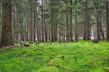 Wald - Beautiful - Rays - Sunlight - Forest - Green - Silent - Summer - Morning - Landscape -...