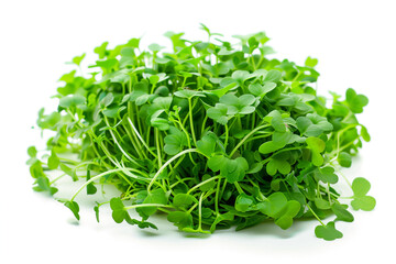 Obraz premium Vibrant green dragon cress on elegant white background for culinary use
