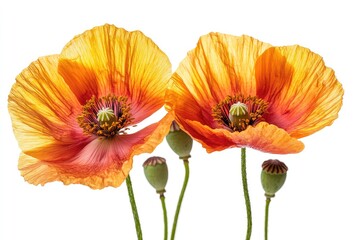 Orange iceland poppies blooming on white background