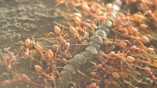 Red ants are preying on a black centipede and are eaten alive.