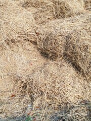 Close-up dry hay piled up in large piles. The straw is textured and somewhat coarse, a food reserve in the dry season.