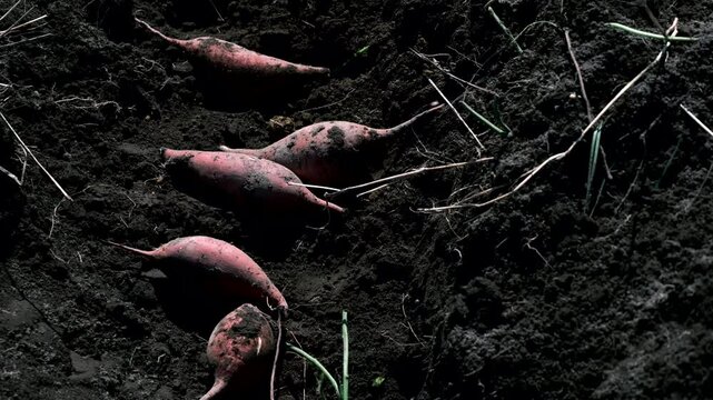 たくさんのサツマイモ
