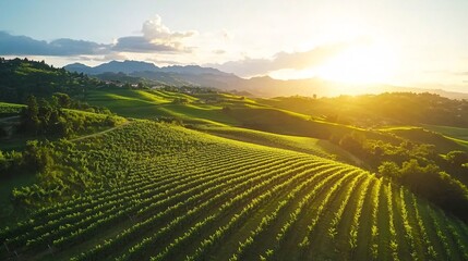 Fototapeta premium Scenic Vineyard Landscape Captured by Drone at Sunset
