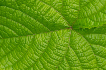 Bright green leaves are perfect for making a background image