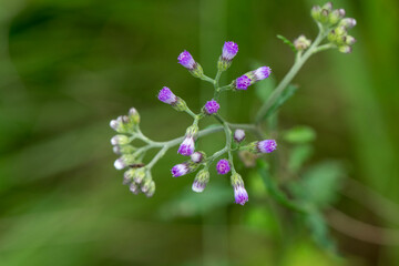 Purple wild flowers and bright green background