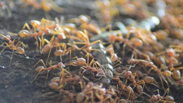 Red ants are preying on a black centipede and are eaten alive.