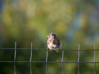 sparrow sitting on a fence