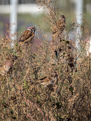 flock of sparrows on dry plants in autumn