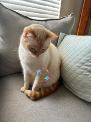 Naklejka premium Cat playing and looking at bubbles 