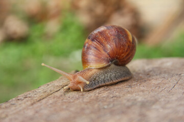 Lissachatina Fulica or land snail belonging to the Achatinidae family. Lissachatina fulica is a species of land snail originating from East Africa