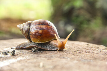 Lissachatina Fulica or land snail belonging to the Achatinidae family. Lissachatina fulica is a species of land snail originating from East Africa
