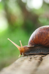 Lissachatina Fulica or land snail belonging to the Achatinidae family. Lissachatina fulica is a species of land snail originating from East Africa