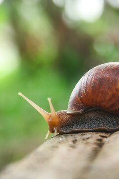 Lissachatina Fulica or land snail belonging to the Achatinidae family. Lissachatina fulica is a species of land snail originating from East Africa