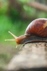Lissachatina Fulica or land snail belonging to the Achatinidae family. Lissachatina fulica is a species of land snail originating from East Africa