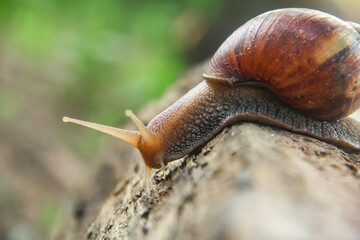 Lissachatina Fulica or land snail belonging to the Achatinidae family. Lissachatina fulica is a species of land snail originating from East Africa