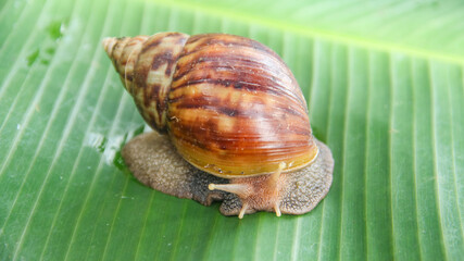 Lissachatina Fulica or land snail belonging to the Achatinidae family. Lissachatina fulica is a species of land snail originating from East Africa
