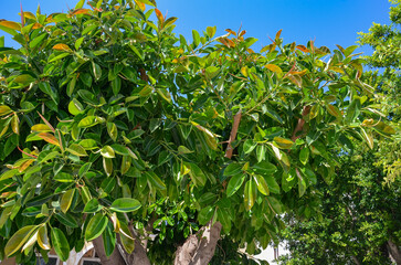 A large ficus tree on a street in Zante on the island of Zakynthos