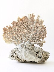 Obraz premium A beautifully preserved fossil reveals intricate textures and patterns that narrate the tale of ancient oceanic life against a pristine backdrop.
