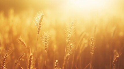 Fototapeta premium Golden Wheat Field at Sunset