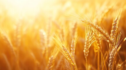 Golden Wheat Field at Sunset