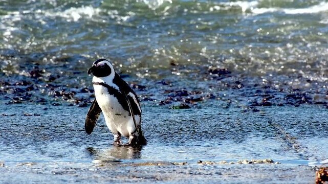 Cute Jackass Penguin exits ocean water onto concrete slipway at Stony Point