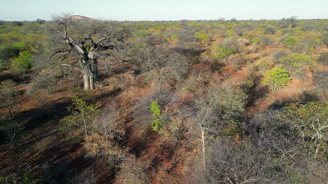 Aerial view of a large baobab (Adansonia digitata) tree in mopane savannah during the dry season, Limpopo province, South Africa