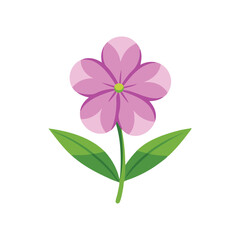 Phlox flower isolated flat vector illustration on white background 