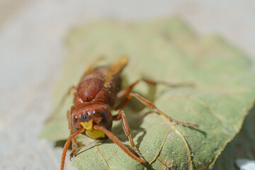 close-up of a dangerous asiatic wasp perched on a green leaf