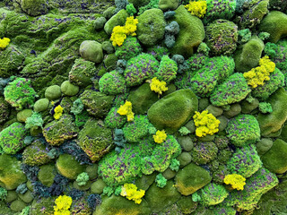 Green moss art, vertical garden wall with greeneries in moss pattern and yellow flower, arranged...