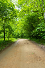 Obraz premium nature park , spring mood and a walk through the forest on a sunny day